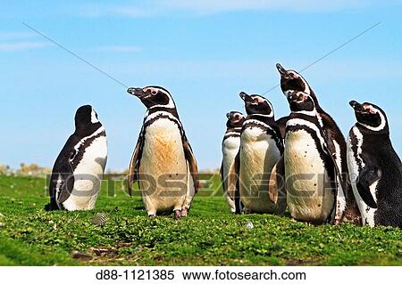 Magellanic Penguin (Spheniscus magellanicus). Sealion Island, Falkland Islands View Large Photo Image Stock Photography - Magellanic Penguin (Spheniscus magellanicus). Sealion Island, Falkland Islands. Fotosearch