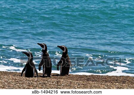 Magellanic penguins Spheniscus magellanicus at a breeding and molting site in Estancia San Lorenzo on Peninsula Valdez, Patagonia, Argentina, South Atlantic View Large Photo Image Stock Photograph - Magellanic penguins Spheniscus magellanicus at a breeding and molting site in Estancia San Lorenzo on Peninsula Valdez, Patagonia, Argentina, South Atlantic. Fotosearch