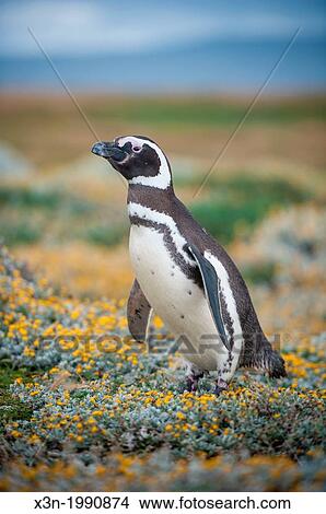 Picture - Magellean Penguins, Seno Otway penguin colony Punta Arenas Chile.. Fotosearch