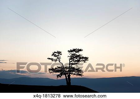 magic tree View Large Photo Image Stock Photo - magic tree. Fotosearch