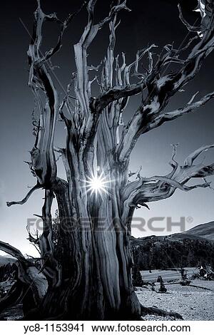Magnificent and ancient Bristlecone pine tree at sunset with the sun peeking thru it's branches View Large Photo Image Stock Image - Magnificent and ancient Bristlecone pine tree at sunset with the sun peeking thru it's branches. Fotosearch