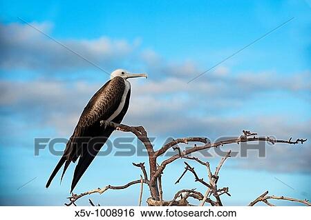 Magnificent Frigatebird. North Seymour Island. Galapagos Islands. Ecuador View Large Photo Image Stock Photograph - Magnificent Frigatebird. North Seymour Island. Galapagos Islands. Ecuador. Fotosearch