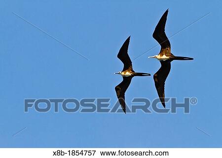 Stock Photo - Magnificent frigatebirds Fregata magnificens in flight over Genovesa Island in the Galapagos Island Archipelago, Ecuador. Fotosearch