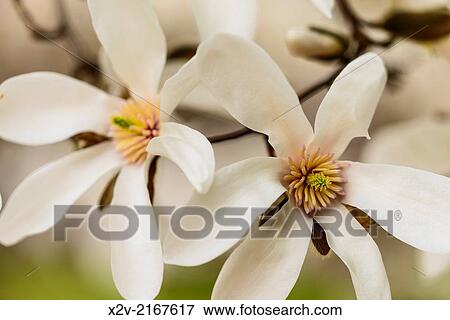 Magnolia at the University of Minnesota Landscape Arboretum. View Large Photo Image Stock Photo - Magnolia at the University of Minnesota Landscape Arboretum.. Fotosearch