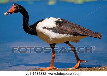 MAGPIE GOOSE anseranas semipalmata, ADULT STANDING NEAR WATER, AUSTRALIA View Large Photo Image Stock Image - MAGPIE GOOSE anseranas semipalmata, ADULT STANDING NEAR WATER, AUSTRALIA. Fotosearch