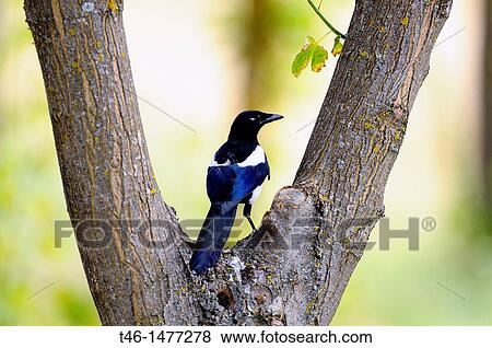 Magpie Pica pica View Large Photo Image Stock Photo - Magpie Pica pica. Fotosearch