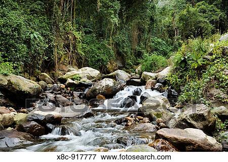 Mahoma River with the tropical rain forests of the Rwenzoris Africa, East Africa, Uganda, Rwenzori, January 2009 View Large Photo Image Stock Photo - Mahoma River with the tropical rain forests of the Rwenzoris Africa, East Africa, Uganda, Rwenzori, January 2009. Fotosearch