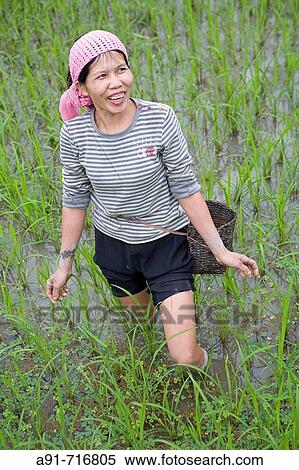 Mai Chau, Vietnam View Large Photo Image Stock Photography - Mai Chau, Vietnam. Fotosearch