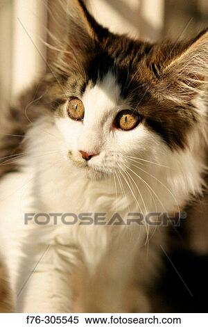 Maine Coon cat (kitten) View Large Photo Image Stock Photography - Maine Coon cat (kitten). Fotosearch