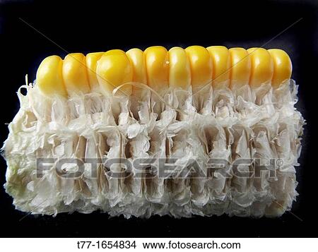 Maize, Corncob View Large Photo Image Picture - Maize, Corncob. Fotosearch