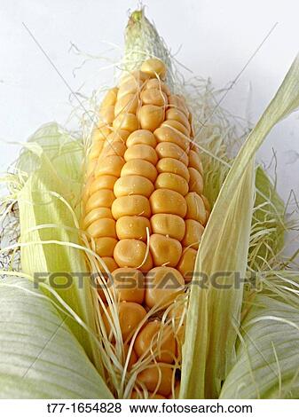Stock Photo - Maize, Corncob. Fotosearch