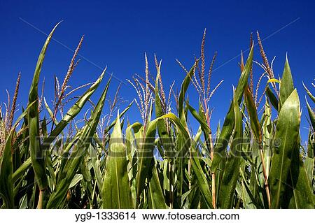 Maize field LLeida Spain View Large Photo Image Picture - Maize field LLeida Spain. Fotosearch