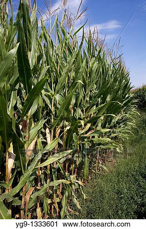 Stock Image - Maize field LLeida Spain. Fotosearch