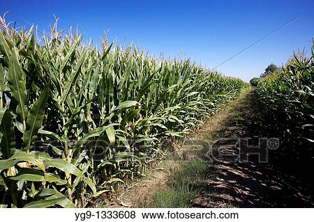 Maize field LLeida Spain View Large Photo Image Stock Photo - Maize field LLeida Spain. Fotosearch