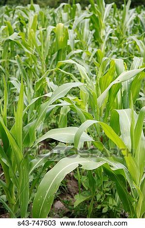 Maize field. View Large Photo Image Stock Image - Maize field.. Fotosearch