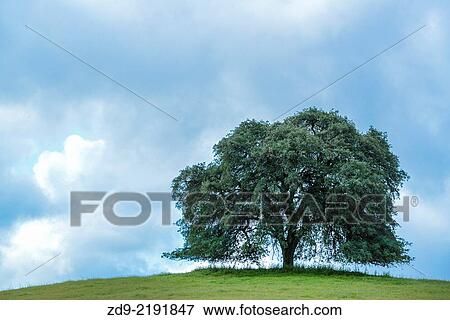 Majestic oak trees amidst California greenery. View Large Photo Image Stock Photo - Majestic oak trees amidst California greenery.. Fotosearch
