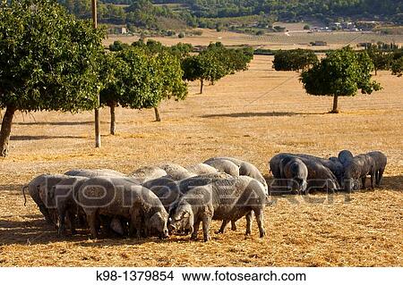Majorcan black pig, Son Brondo, Lloret de Vistalegre, Es Pla, Mallorca, Balearic Islands, Spain. View Large Photo Image Picture - Majorcan black pig, Son Brondo, Lloret de Vistalegre, Es Pla, Mallorca, Balearic Islands, Spain.. Fotosearch