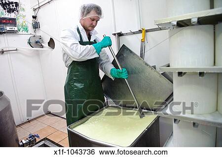 Making Caws Cenarth welsh farmhouse cheese - stirring the curds in vat, west wales UK View Large Photo Image Stock Photograph - Making Caws Cenarth welsh farmhouse cheese - stirring the curds in vat, west wales UK. Fotosearch