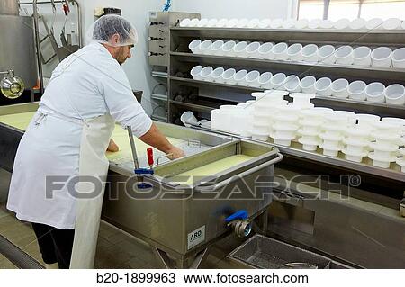 Making cheese from sheep's milk Latxa Designation of origin? Idiazabal? Cheese factory Gomiztegi Baserria, Arantzazu, Oati, Gipuzkoa, Basque Country, Spain View Large Photo Image Stock Image - Making cheese from sheep's milk Latxa Designation of origin? Idiazabal? Cheese factory Gomiztegi Baserria, Arantzazu, Oati, Gipuzkoa, Basque Country, Spain. Fotosearch