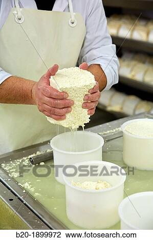 Making cheese from sheep's milk Latxa Designation of origin? Idiazabal? Cheese factory Gomiztegi Baserria, Arantzazu, Oati, Gipuzkoa, Basque Country, Spain View Large Photo Image Stock Image - Making cheese from sheep's milk Latxa Designation of origin? Idiazabal? Cheese factory Gomiztegi Baserria, Arantzazu, Oati, Gipuzkoa, Basque Country, Spain. Fotosearch