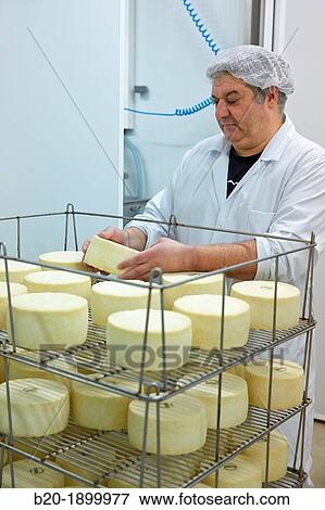 Making cheese from sheep's milk Latxa Designation of origin? Idiazabal? Cheese factory Gomiztegi Baserria, Arantzazu, Oati, Gipuzkoa, Basque Country, Spain View Large Photo Image Stock Photo - Making cheese from sheep's milk Latxa Designation of origin? Idiazabal? Cheese factory Gomiztegi Baserria, Arantzazu, Oati, Gipuzkoa, Basque Country, Spain. Fotosearch