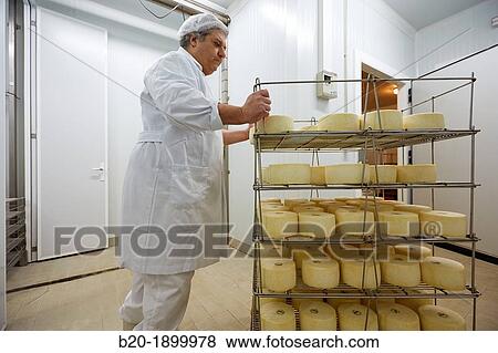 Stock Photo - Making cheese from sheep's milk Latxa Designation of origin? Idiazabal? Cheese factory Gomiztegi Baserria, Arantzazu, Oati, Gipuzkoa, Basque Country, Spain. Fotosearch