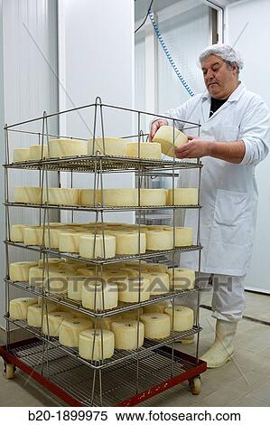 Stock Photography - Making cheese from sheep's milk Latxa Designation of origin? Idiazabal? Cheese factory Gomiztegi Baserria, Arantzazu, Oati, Gipuzkoa, Basque Country, Spain. Fotosearch