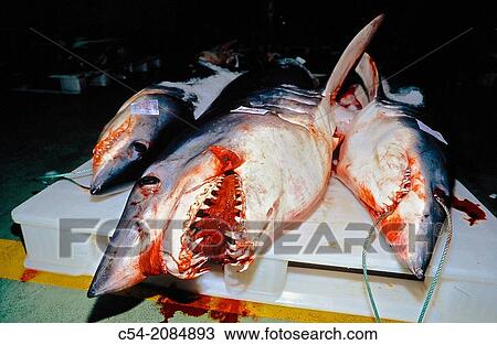 Mako shark (Isurus oxyrinchus) at the fishing port of Vigo, fish market, Eastern Atlantic, Galicia, Spain View Large Photo Image Stock Image - Mako shark (Isurus oxyrinchus) at the fishing port of Vigo, fish market, Eastern Atlantic, Galicia, Spain. Fotosearch