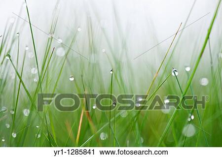 Makro shot of grass with early morning dew. Shallow DOF. View Large Photo Image Stock Image - Makro shot of grass with early morning dew. Shallow DOF.. Fotosearch