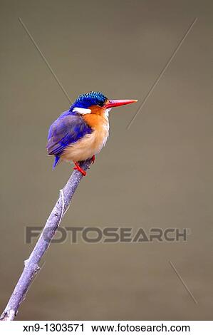 Malachite kingfisher Alcedo cristata, on the branch, Kruger National Park, South Africa View Large Photo Image Stock Image - Malachite kingfisher Alcedo cristata, on the branch, Kruger National Park, South Africa. Fotosearch