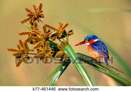 Malachite Kingfisher (Alcedo cristata). Masai Mara Game Reserve. Kenya View Large Photo Image Stock Photograph - Malachite Kingfisher (Alcedo cristata). Masai Mara Game Reserve. Kenya. Fotosearch