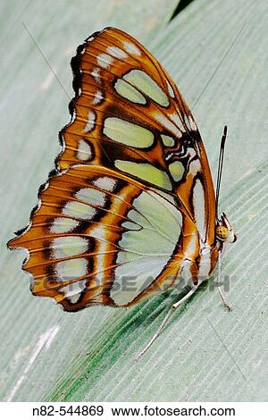 Malachite (Siproeta stelenes) on palm leaf View Large Photo Image Stock Photo - Malachite (Siproeta stelenes) on palm leaf. Fotosearch