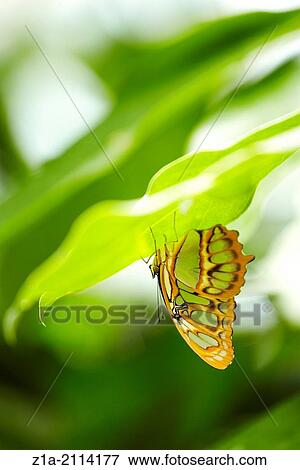 Malachite (Siproeta stelenes) butterfly. Butterfly garden. Hunawihr. Haut Rhin. Alsace. France. View Large Photo Image Stock Photo - Malachite (Siproeta stelenes) butterfly. Butterfly garden. Hunawihr. Haut Rhin. Alsace. France.. Fotosearch