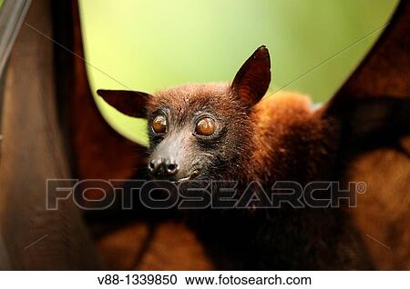 Malayan Flying Fox (Pteropus vampyrus), Singapore Zoological Gardens, Singapore View Large Photo Image Stock Image - Malayan Flying Fox (Pteropus vampyrus), Singapore Zoological Gardens, Singapore. Fotosearch