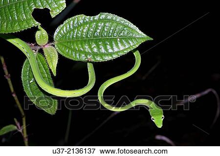 Malayan or Big-eye Green Whip Snake. Image taken at Kubah National Park, Matang, Sarawak, Malaysia. View Large Photo Image Stock Photo - Malayan or Big-eye Green Whip Snake. Image taken at Kubah National Park, Matang, Sarawak, Malaysia.. Fotosearch