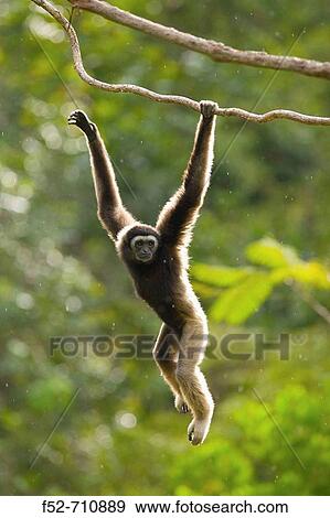 Malaysia, Borneo Island. Borneo Gibbon (Hylobates muelleri) View Large Photo Image Stock Photo - Malaysia, Borneo Island. Borneo Gibbon (Hylobates muelleri). Fotosearch