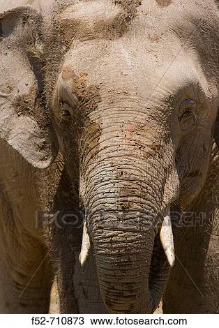 Malaysia. Borneo Island. Elephant. Elephas maximus borneensis. View Large Photo Image Stock Image - Malaysia. Borneo Island. Elephant. Elephas maximus borneensis.. Fotosearch