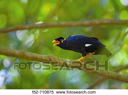 Malaysia. Borneo. Island. View Large Photo Image Stock Photography - Malaysia. Borneo. Island.. Fotosearch