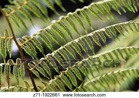 Malaysia, Kuala Lumpur, Lake Gardens, fern, View Large Photo Image Stock Image - Malaysia, Kuala Lumpur, Lake Gardens, fern,. Fotosearch