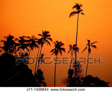 Malaysia, Tioman Island, sunset, palms, View Large Photo Image Stock Image - Malaysia, Tioman Island, sunset, palms,. Fotosearch