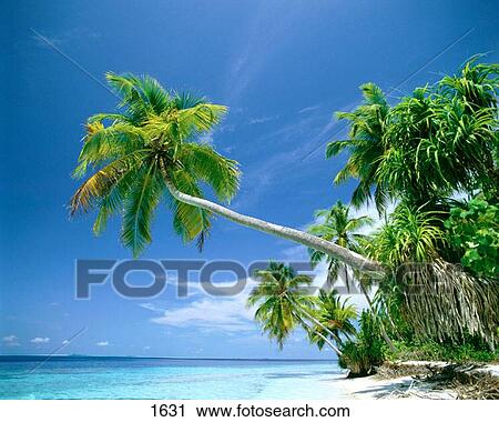 Maldive Islands View Large Photo Image Stock Image - Maldive Islands. Fotosearch