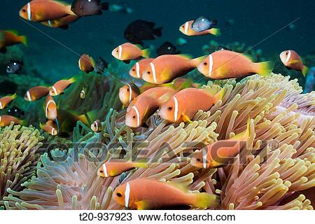 Maldives Anemonefish in Magnificent Anemone, Amphiprion nigripes, Heteractis magnifica, North Ari Atoll, Maldives View Large Photo Image Stock Image - Maldives Anemonefish in Magnificent Anemone, Amphiprion nigripes, Heteractis magnifica, North Ari Atoll, Maldives. Fotosearch