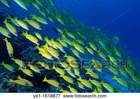 Maldives ari atoll rango madivaru school of blue striped snapper fishes lutjanus kasmira View Large Photo Image Stock Photo - Maldives ari atoll rango madivaru school of blue striped snapper fishes lutjanus kasmira. Fotosearch