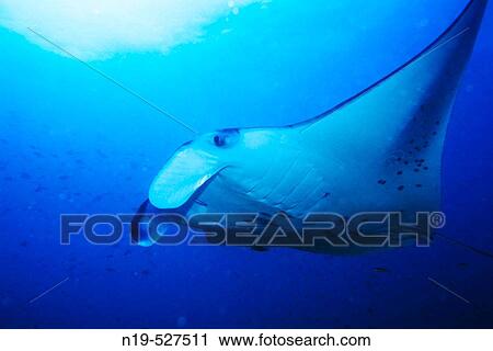 Maldives Island, Indian Ocean View Large Photo Image Stock Image - Maldives Island, Indian Ocean. Fotosearch