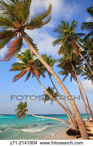 Maldives, Maafushi Island, beach, palms,. View Large Photo Image Picture - Maldives, Maafushi Island, beach, palms,.. Fotosearch