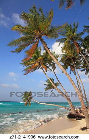 Maldives, Maafushi Island, beach, palms,. View Large Photo Image Stock Photograph - Maldives, Maafushi Island, beach, palms,.. Fotosearch