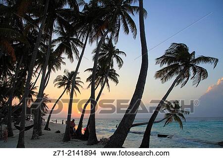 Maldives, Maafushi Island, sunset, palms, beach,. View Large Photo Image Picture - Maldives, Maafushi Island, sunset, palms, beach,.. Fotosearch