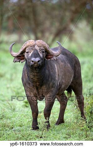 male African Buffalo Syncerus caffer, Serengeti National Park, Tanzania View Large Photo Image Stock Image - male African Buffalo Syncerus caffer, Serengeti National Park, Tanzania. Fotosearch