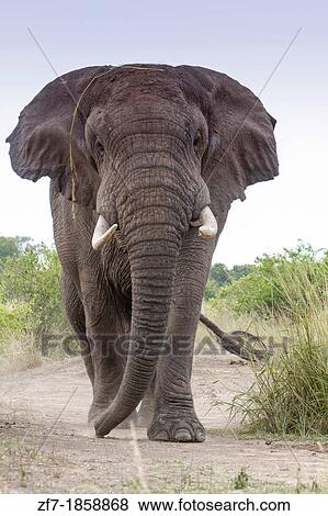 Male African Elephant Loxodonta africana View Large Photo Image Stock Photo - Male African Elephant Loxodonta africana. Fotosearch