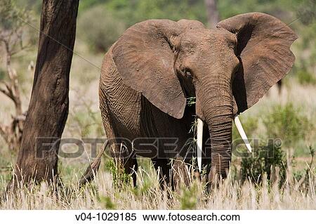 Stock Photography - Male african elephant (Loxodonta africana) in Tarangire National Park, Tanzania, Africa. Fotosearch